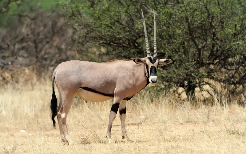 National Animal of Qatar